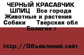 ЧЕРНЫЙ КРАСАВЧИК ШПИЦ - Все города Животные и растения » Собаки   . Тверская обл.,Бологое г.